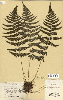 spécimen de Dryopteris marginalis