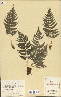 spécimen de Dryopteris marginalis