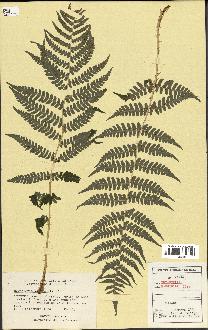 spécimen de Dryopteris marginalis