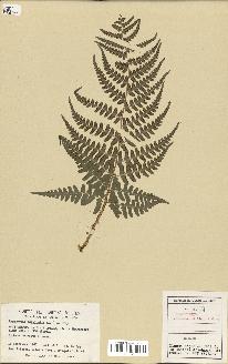 spécimen de Dryopteris marginalis