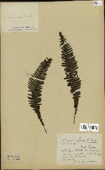 spécimen de Blechnum spicant