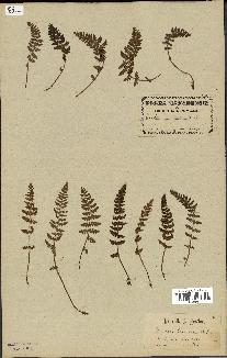 spécimen de Woodsia ilvensis