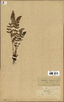 spécimen de Woodsia ilvensis