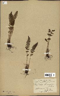 spécimen de Woodsia ilvensis
