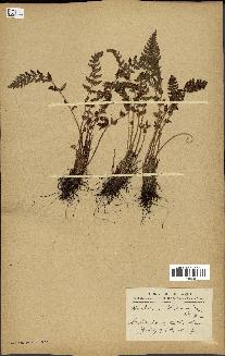 spécimen de Woodsia ilvensis