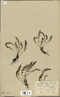 spécimen de Woodsia ilvensis