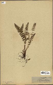spécimen de Woodsia ilvensis