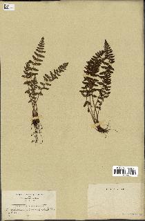 spécimen de Woodsia ilvensis