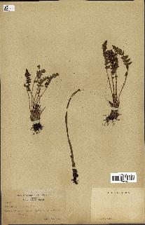 spécimen de Woodsia ilvensis