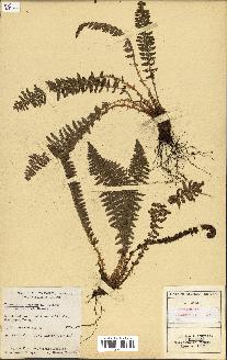 spécimen de Cheilanthes fragrans