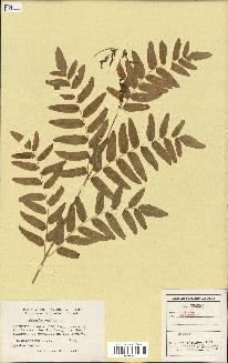 spécimen de Osmunda regalis