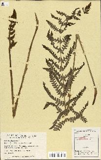 spécimen de Osmunda cinnamomea