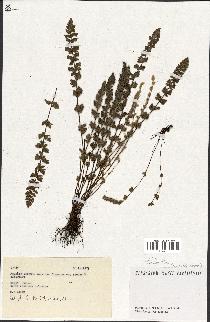 spécimen de Cheilanthes sp.