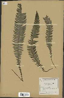 spécimen de Blechnum spicant