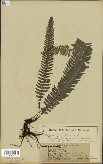 spécimen de Blechnum spicant