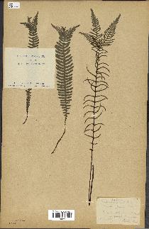 spécimen de Blechnum spicant