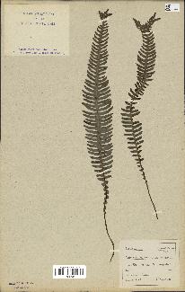 spécimen de Blechnum spicant