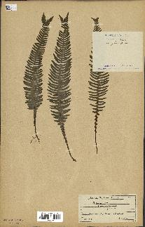 spécimen de Blechnum spicant