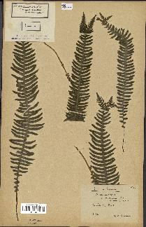 spécimen de Blechnum spicant