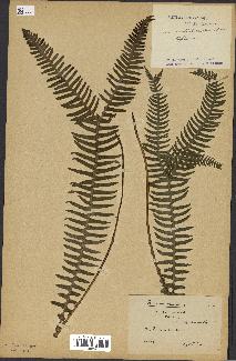 spécimen de Blechnum spicant