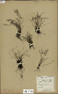 spécimen de Asplenium septentrionale