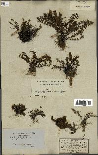 spécimen de Asplenium petrarchae