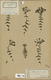 spécimen de Athyrium filix-femina
