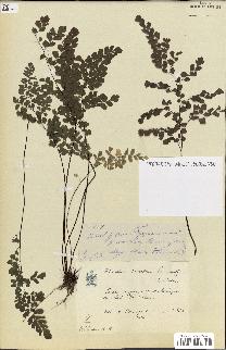 spécimen de Adiantum cuneatum