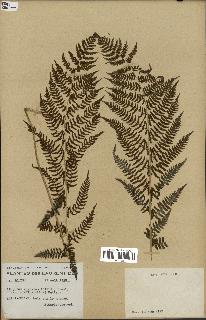 spécimen de Athyrium filix-femina