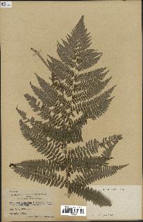 spécimen de Athyrium filix-femina