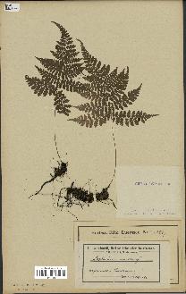 spécimen de Athyrium crenatum