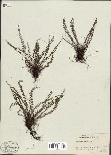 spécimen de Asplenium trichomanes