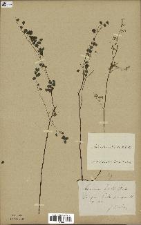 spécimen de Adiantum poiretii