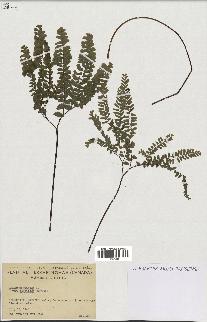 spécimen de Adiantum pedatum