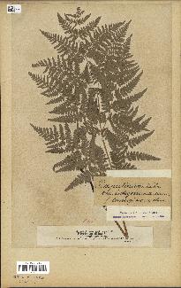 spécimen de Pteridium aquilinum