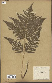 spécimen de Pteridium aquilinum