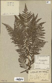 spécimen de Pteridium aquilinum