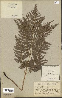 spécimen de Pteridium aquilinum