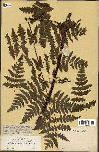 spécimen de Histiopteris incisa