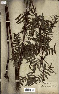 spécimen de Histiopteris incisa