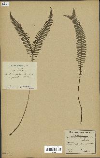 spécimen de Blechnum spicant