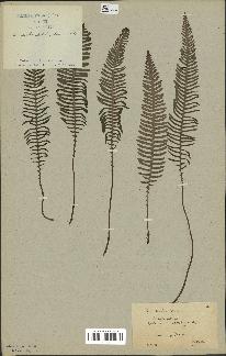 spécimen de Blechnum spicant