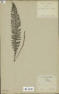 spécimen de Blechnum spicant