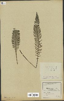 spécimen de Blechnum spicant