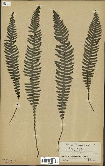 spécimen de Blechnum spicant