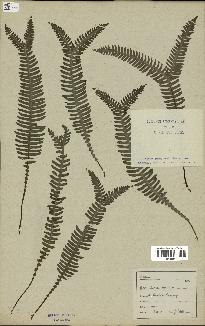 spécimen de Blechnum spicant