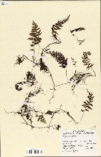 spécimen de Hymenophyllum sp.