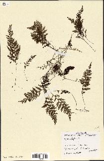 spécimen de Hymenophyllum sp.