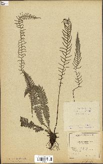 spécimen de Blechnum spicant