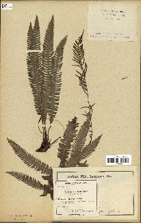 spécimen de Blechnum spicant